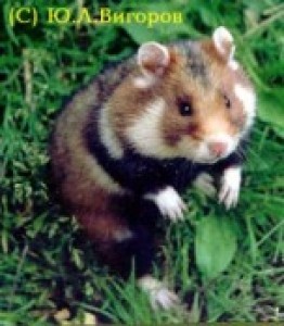 Obrázok